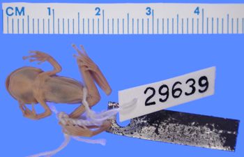 Media type: image; Herpetology A-29639